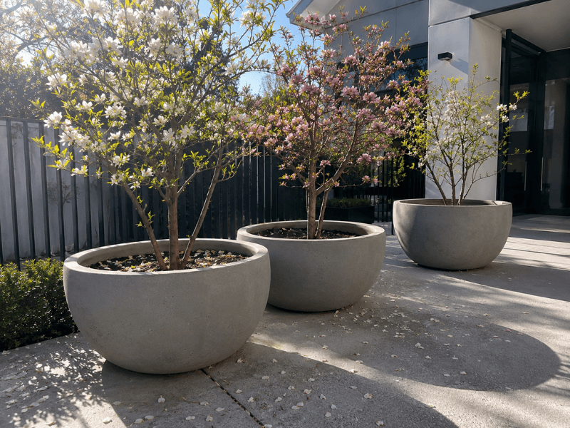 Flowering trees in large architectural planters brightening a contemporary Australian courtyard
