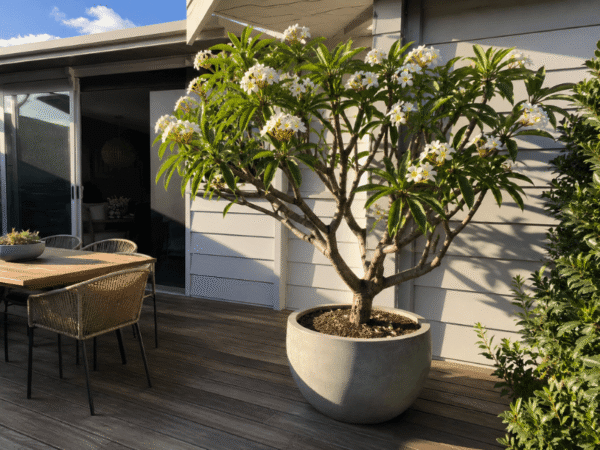Frangipani tree flowering in a large planter beside an outdoor entertaining area