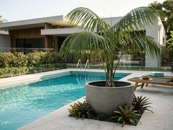 Kentia Palm growing in a large planter beside a residential swimming pool