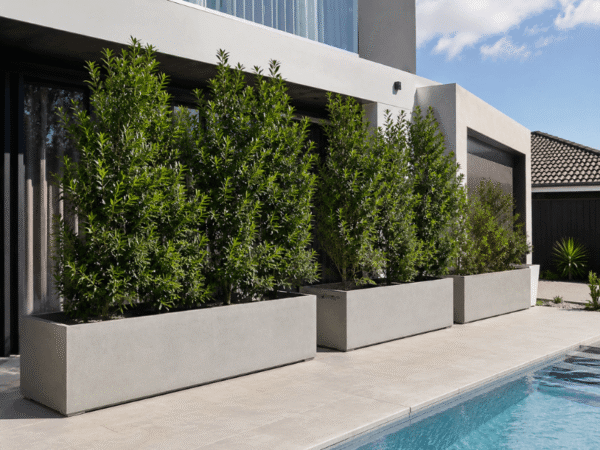 Podocarpus growing in large rectangular planters providing privacy beside a swimming pool