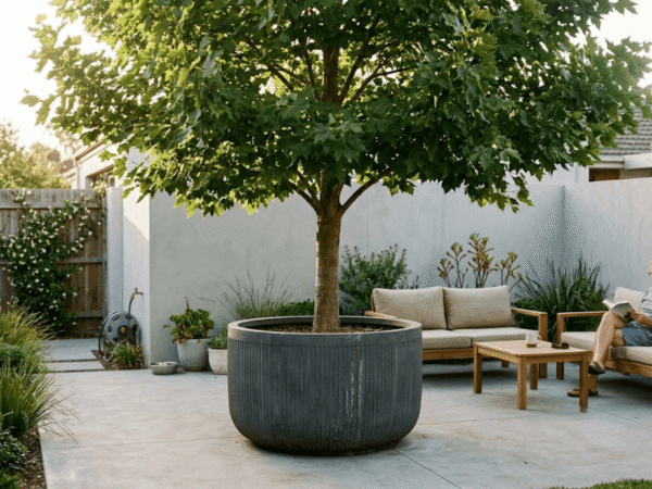 Broad-leafed feature tree in a large planter creating shade in a contemporary Australian courtyard