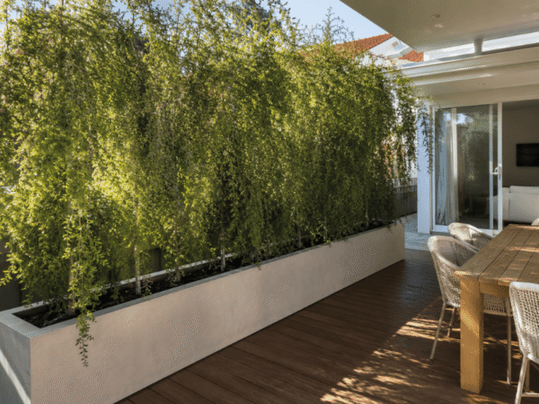 Weeping Lilly Pilly growing in a large planter beside an outdoor entertaining area