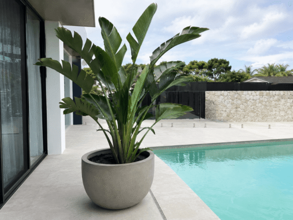 White Bird of Paradise growing in a large planter beside a contemporary pool