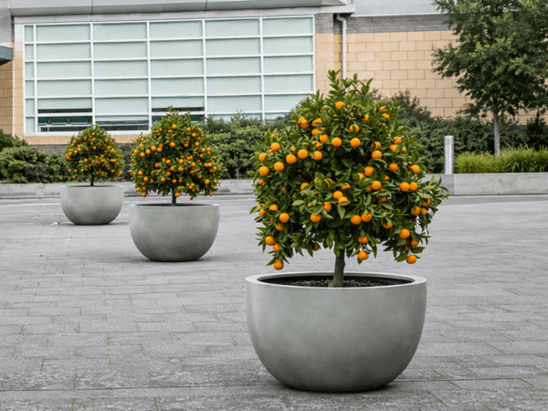 Commercial round concrete bowl planters with fruiting citrus trees along an urban outdoor plaza walkway.