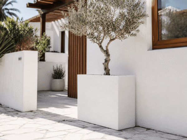 Minimalist white rectangular trough planter with a small olive tree in a modern Mediterranean-style courtyard.