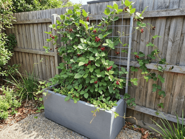 Modern grey rectangular planter box with native Australian dusky coral pea (Kennedia rubicunda) climbing a wire mesh trellis against a timber fence.