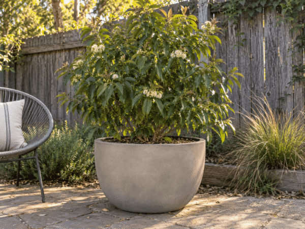 Outdoor concrete bowl planter with a flowering lemon myrtle bush on a paved garden terrace.
