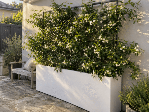 White rectangular GRC planter trough with a lush blooming star jasmine screen on a paved patio.