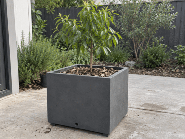 Dark charcoal cube planter box with drainage hole for outdoor lemon myrtle plant cultivation.