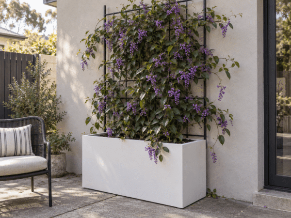 White rectangular trough planter box with a purple native Australian climbing vine climbing a wall-mounted metal grid trellis.