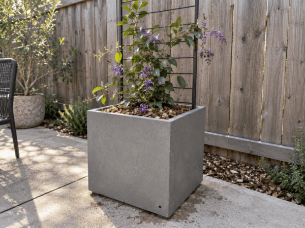 Square GRC concrete cube planter box featuring a young native Australian climbing vine trained on a black metal ladder trellis.