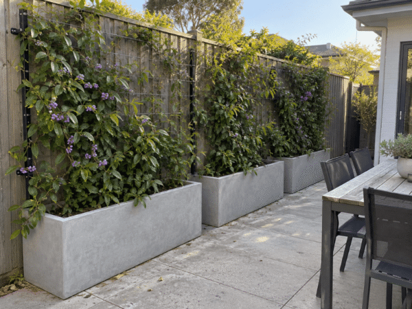 Row of concrete trough planters with native Australian climbing plants forming a living privacy screen along a timber fence on a paved patio.