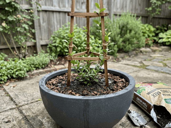 Round charcoal bowl planter with a young star jasmine plant trained on a wooden tripod trellis.