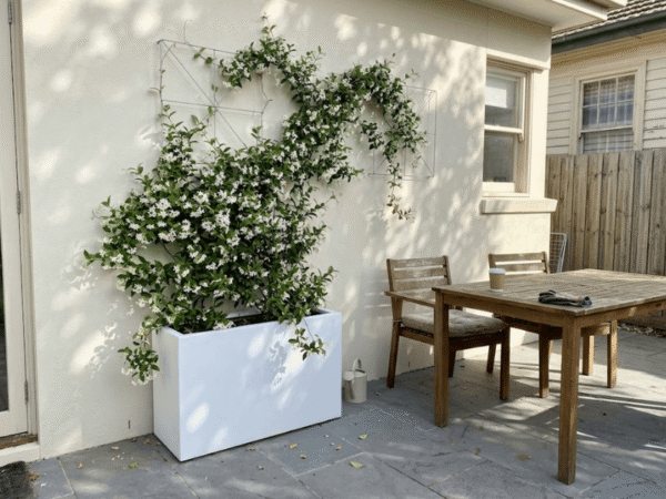 White trough planter box with flowering star jasmine vine trained on a modern wire wall trellis.