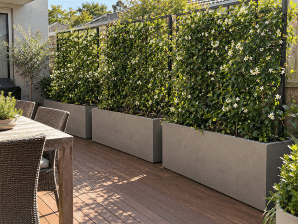 Row of concrete trough planters with star jasmine privacy screens along an outdoor timber deck.