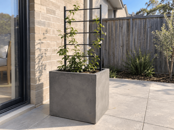 Square grey concrete cube planter with star jasmine trained on a black metal ladder trellis.