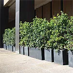 The Perfect Outdoor Granite Planters for Lunch Areas in Brisbane