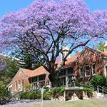 Jacaranda Tree – A Jewel In The Landscape