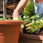 Organic Container Gardening