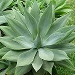 How to Grow Agaves in Pots, A Great and Stylish Choice