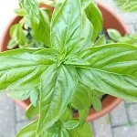 Growing Basil in Pots – Leafy Basil Made Handy