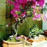 Growing Bougainvillea in Pots? Just Beautiful!