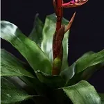 Pot-perfect: Growing Bromeliads