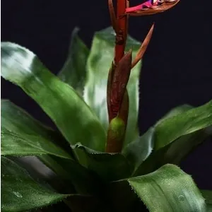 Bromeliad in a pot with a blossoming flower