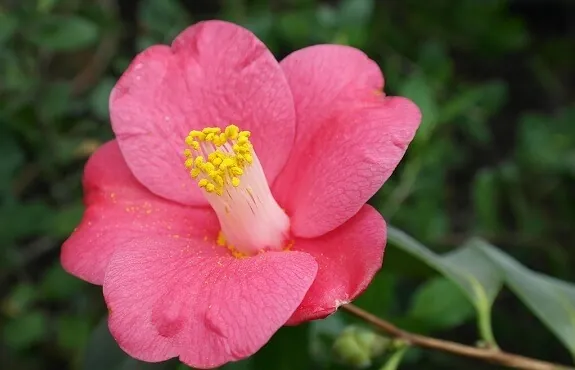 The flowers of your potted camellias at home will surely be a big attraction to your guests