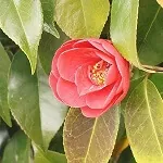 Growing Camellias in Planters – Impress your Guests