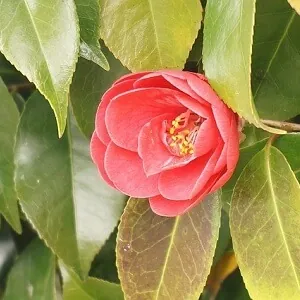 Appropriate hydration is key to keeping the flower buds of your potted camellias intact