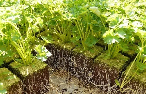 Growing parsley: Transplanting or Repotting can be tricky because of its roots