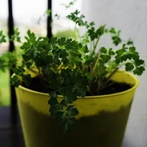 Growing the flavorful parsley herb in a pot is as easy as for other common herbs