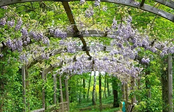 Wisteria trained to grow along the wooden frames of a small garden walk bridge, adding both beautiful color and shade. You can also grow wisteria in pots.