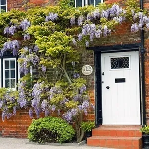 Wisteria in a garden planter, guided to run above a home's door and around its windows