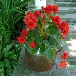 Brighten Up Your Home with Begonias in Pots