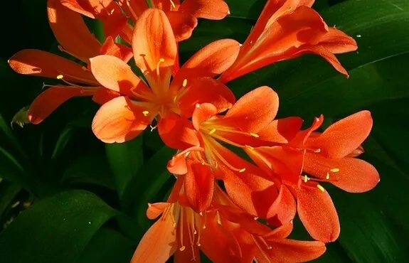 Clivia miniata