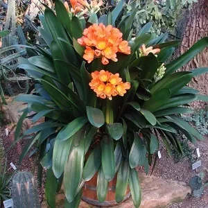 Clivia miniata in a Pot 