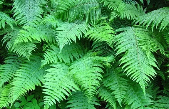 Growing Ferns