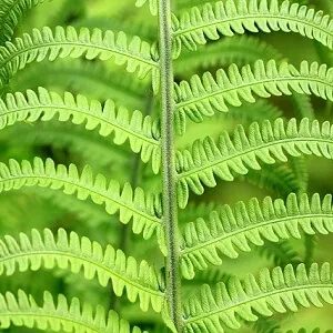 Fern