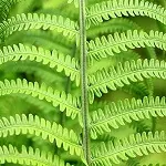 Growing Ferns in Pots: A Comprehensive Guide for Australian Gardeners