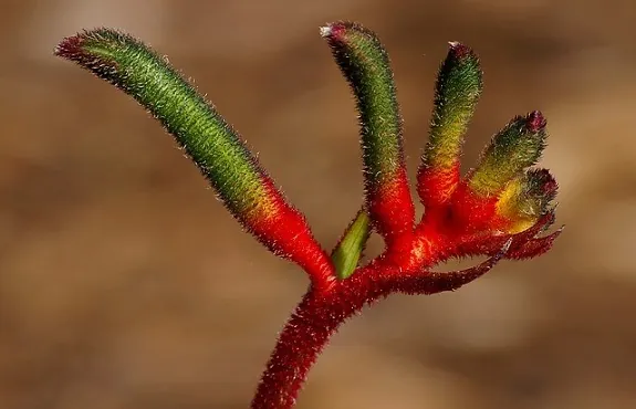 Kangaroo Paw Flower