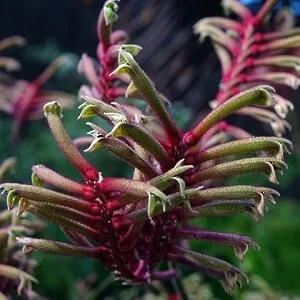 Kangaroo Paw