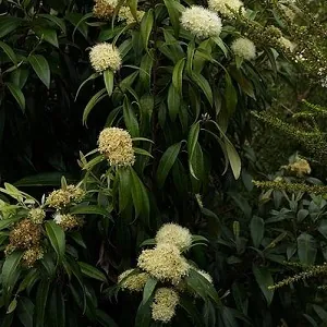 Lemon Myrtle Flowers of Lemon Myrtle Tree