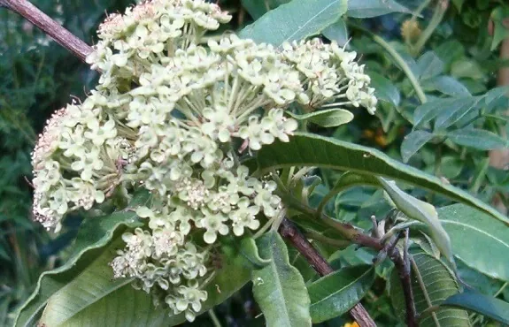 Lemon Myrtle in Pot