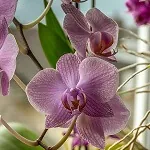 Growing Moth Orchids in Pots are a Great Attraction