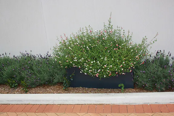 IOTA Fiberglass Trough Planters at Hospital entrance