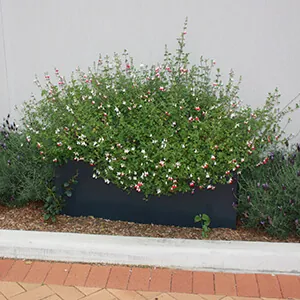 IOTA Fiberglass Planters with low planting