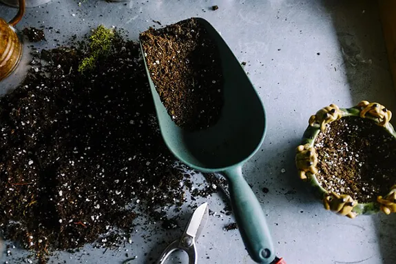 container-garden-planting