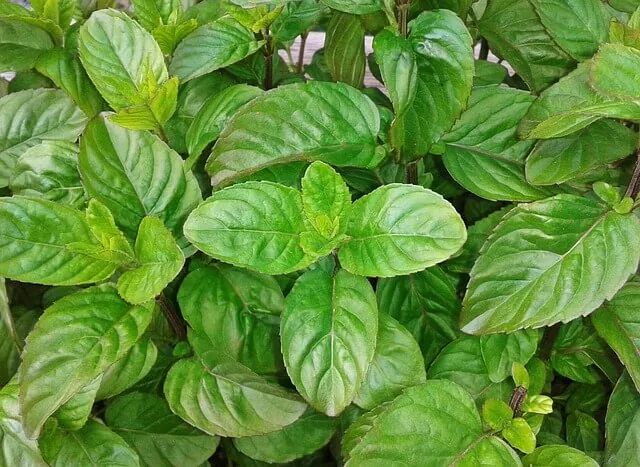 basil-companion-planting